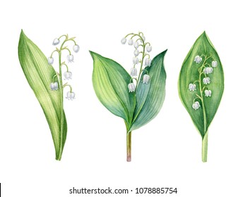 1,248 Lily Valley Painting Images, Stock Photos & Vectors | Shutterstock