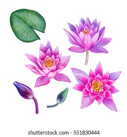 Watercolor hand painted lotus flowers. Can be used as background for invitations, greeting cards, wallpapers. patterns, textile design, package design and so on,