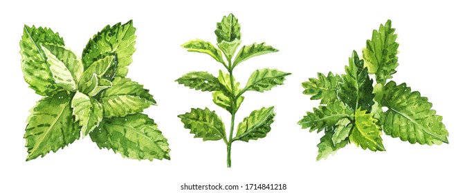 Watercolor hand painted mint plant illustration isolated on white background