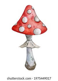Watercolor hand painted mushroom illustration  Illustration isolated white background  Use it for postcards  invitations    scrapbooking