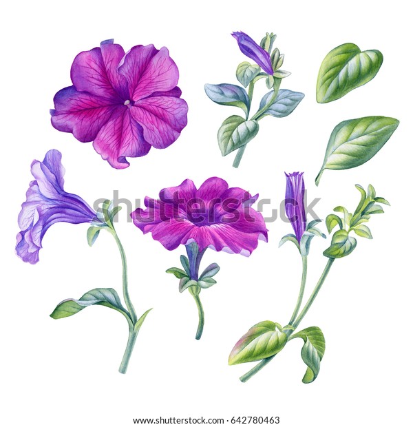 Watercolor Hand Painted Petunia Flower Be Stock Illustration 642780463 ...