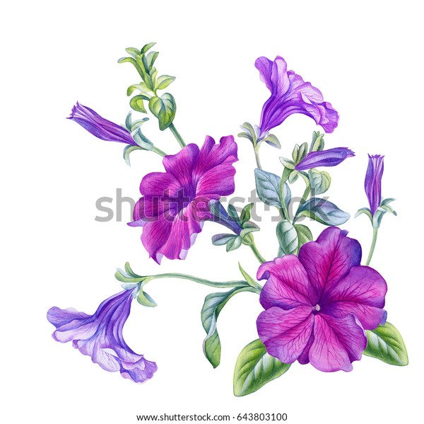 Watercolor Hand Painted Petunia Flowers Can Stock Illustration 643803100