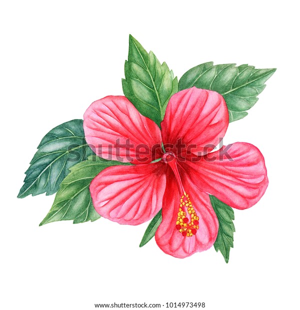 水彩手描きのピンクのハイビスカスの花 ウェブページ 結婚式の招待状 グリーティングカード はがき 織物デザイン パッケージデザイン パターン プリント のイラスト素材