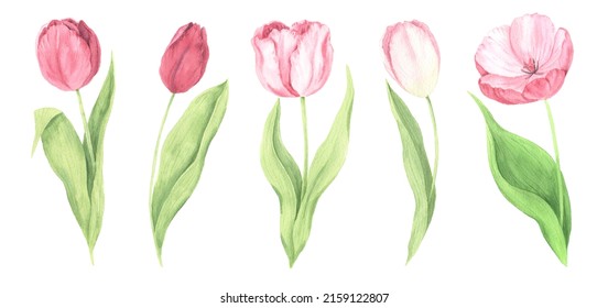 Watercolor Hand Painted Pink Tulip Flowers Stock Illustration ...