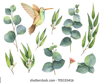 Watercolor hand painted set with eucalyptus leaves and Hummingbird. Floral illustration isolated on white background.
