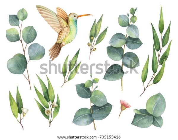 ユーカリの葉とハチドリで水彩手描き 白い背景に花柄イラスト のイラスト素材