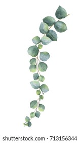 Watercolor hand painted silver dollar eucalyptus leaves and branches. Floral illustration isolated on white background.