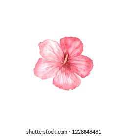 Watercolor Hand Painted Tropical Pink Hibiscus Stock Illustration 