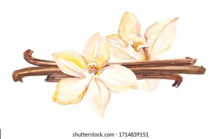 Watercolor hand painted vanilla plant and flowers illustration isolated on white background