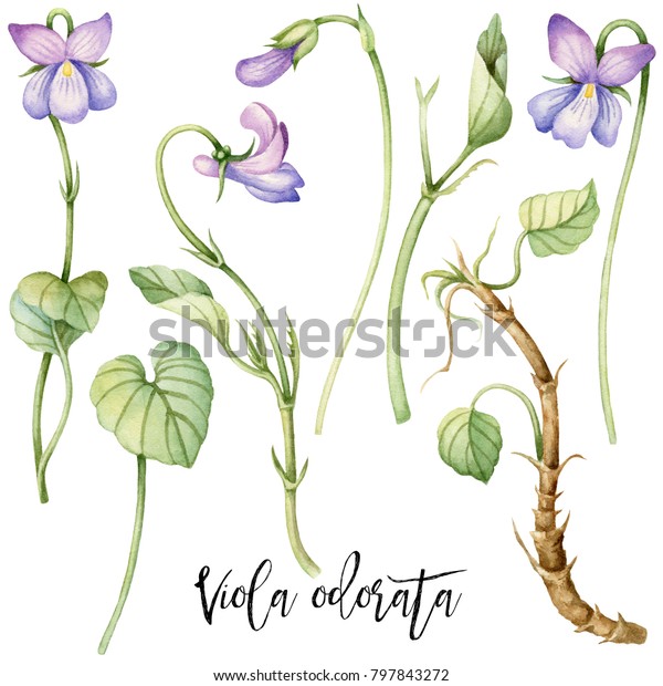水彩手描きのスミラ臭 紫色の手描きの花 植物イラスト 復活祭の花