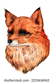 Watercolor Hand Painted Wild Fox Portrait On White For Your Design And Creative Space.Use This Picture For Cards,prints,poster,stickers,paper And Fabric Design And More Ideas.