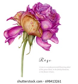 Watercolor hand painted withering rose. Pink rose on white background. Botanical art.