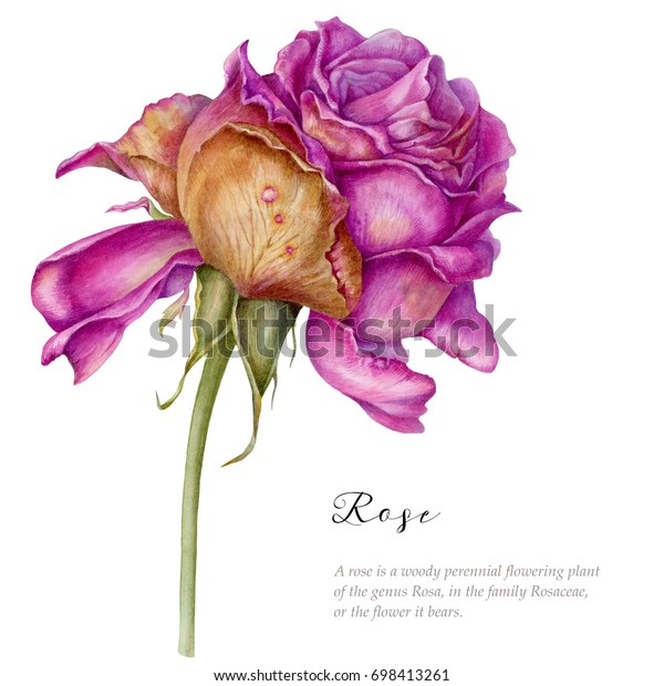 水彩手描きの枯れバラ 白い背景にピンクのバラ 植物芸術 のイラスト素材