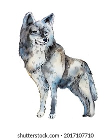 Watercolor hand painted wolf isolated on white.Woodland animal illustration. Grey wolf design. 