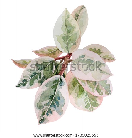 Watercolor hand-drawn branch with green leaves isolated on white background. Ficus, rubber plant. Nature art creative object for card, stiker, textil, wrapping