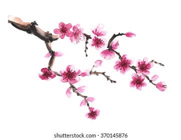 Watercolor hand-drawn branch of sakura isolated on white