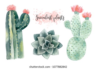 Watercolor hand-drawn illustration with cactus and succulents. Green house plants illustrations.