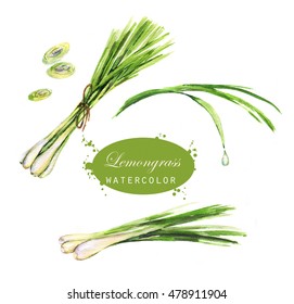 Watercolor hand-drawn lemongrass drawings. Isolated eco natural food herbs illustration on the white background