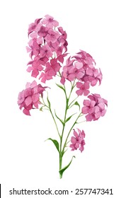 Watercolor handmade spring hydrangea flowers. Design element.