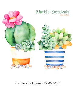 Watercolor handpainted succulent plant in pot and pebble stone.Watercolor clipart,individual flower pot isolated on white background.Perfect for your project,cover,wallpaper,pattern,gift paper,wedding