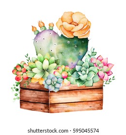 Watercolor handpainted succulent plant in wooden pot and cactus flowering.Watercolor illustration on white background.Perfect for your project,cover,wallpaper,pattern,gift paper,wedding,logo etc