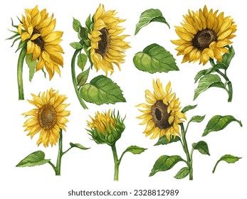 Watercolor hand-painted sunflower elements set, Autumn arrangement, Farmhouse rustic fall decor, harvest Thanksgiving clipart. Birthday summer card. Realistic botanical art