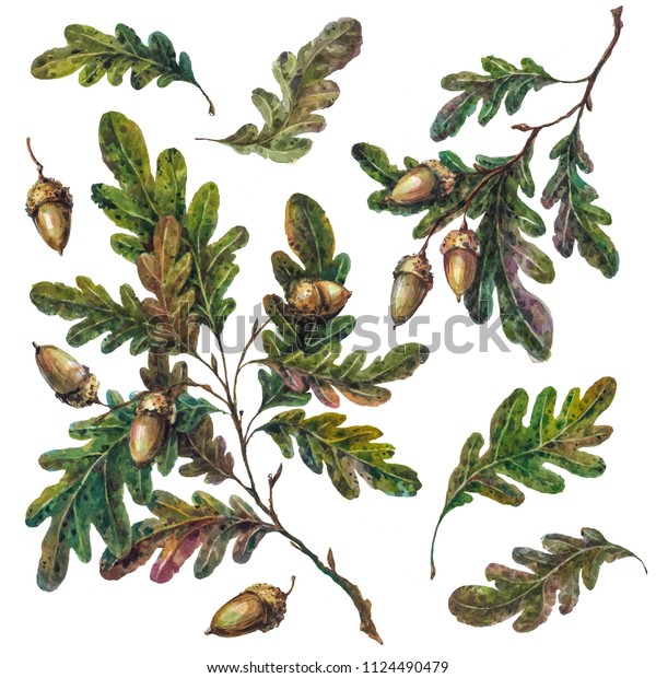 白い背景に水彩の手描きのオークの木の枝 小枝 葉 ドングリのコレクション ビンテージスタイルの植物イラスト Diyの田舎風セット 花柄のウエディングデコレーション のイラスト素材
