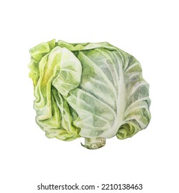 Watercolor Head Cabbage Isolated On White Background. Hand-drawn Vegetable Meal For Vegan Or Vegetarian. Ingredient For Cooking Salad. Clipart For Cookbook Kitchen Or Cafe Menu. Object For Wallpaper.