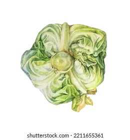 Watercolor Head Cabbage Isolated On White Background. Hand-drawn Vegetable Meal For Vegan Or Vegetarian. Ingredient For Cooking Salad. Clipart For Cookbook Kitchen Or Cafe Menu. Object For Wallpaper.