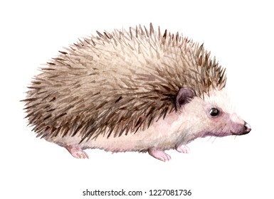 Watercolor Hedgehog, Illustration On White Background