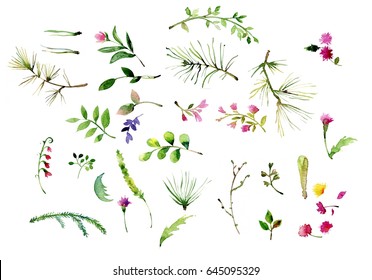 Watercolor herbal set for card design. Hand painted floral objects isolated on white background.