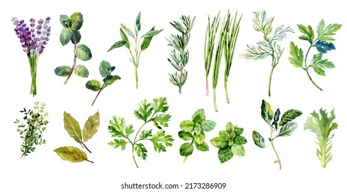 Watercolor herbs illustrations set. Cilantro, sage, chives, oregano, lettuce, lavender, parsley, dill, basil, mint, bay leaf, thyme, rosemary. Green plants