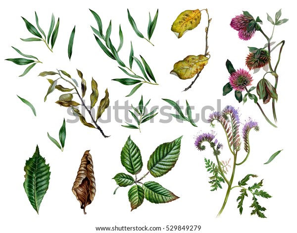 水彩のハーブと葉をセットにします 包装 招待状 デザイン 繊維の植物イラスト リアルな植物 手描きのイラスト 白い背景に のイラスト素材