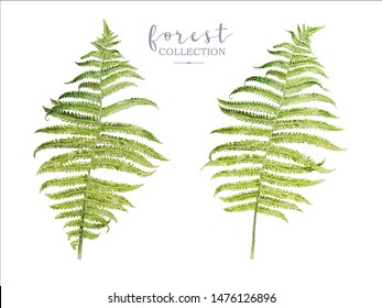 Watercolor highly detailed botanical illustration with forest fern plants isolated on white background. Fern leaves can be used as elements for natural cosmetic, boho wedding, Eco, greeting design