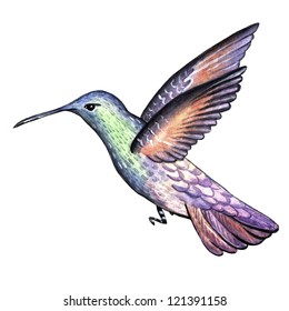 watercolor hummingbird