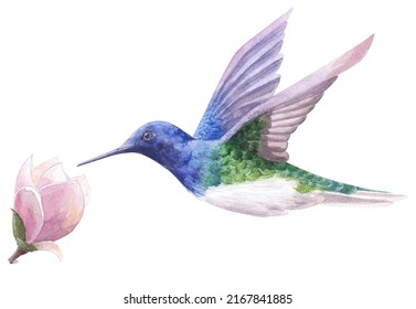 Watercolor hummingbird white background  Isolated illustration  Watercolor bird 