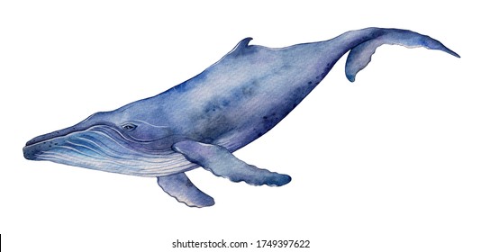 Watercolor humpback whale. Hand drawn illustration isolated on white background.