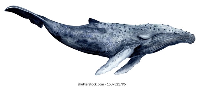 Watercolor humpback whale hand painted indigo color illustration isolated on white background. Cute cartoon underwater animal art.