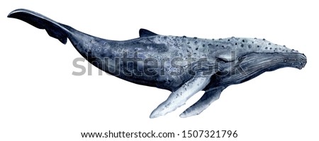 Watercolor humpback whale hand painted indigo color illustration isolated on white background. Cute cartoon underwater animal art.