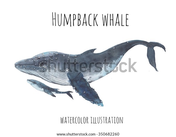 Watercolor Humpback whales. Hand painted realistic
whale illustration isolated on white background. Mother and young
whales art