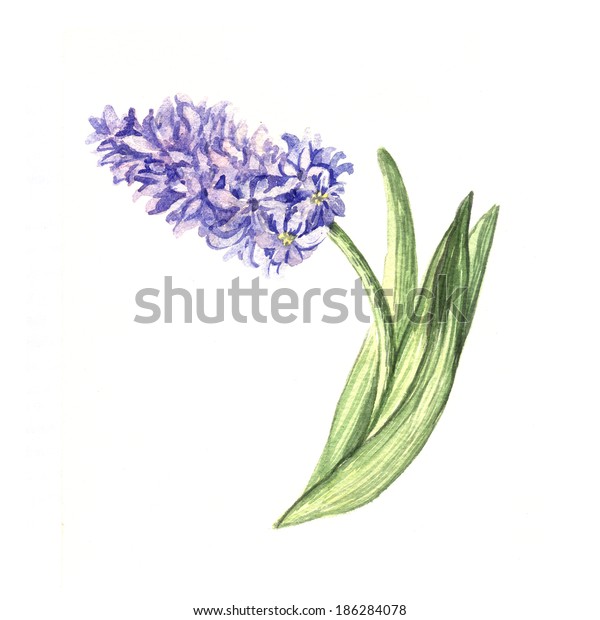 Watercolor Hyacinth Handmade Illustration Greeting Cards のイラスト素材
