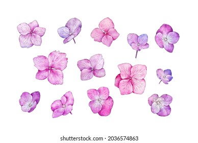 Watercolor Hydrangea flowers. Botanical illustration. Hand drawn watercolor painting Hydrangea on white background. Delicate pink lilac flowers. For wedding invitations, template card, blogs, package
