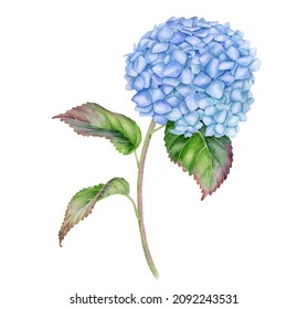 Watercolor Hydrangea illustration. Hand painted blue Hortensia flower with leaves and stem isolated on white background. Flowering plant for Japanese amacha herbal tea. Botanical drawing for cards