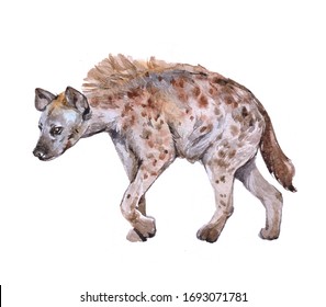 albino hyena