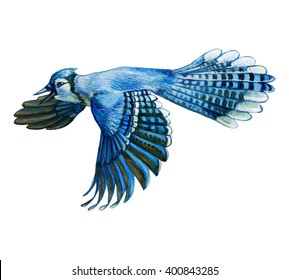 Watercolor Illustrate Flying Blue Jay, Fly Hand Draw Bird,
Realistic Drawing Jays On The White Background