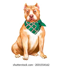 Watercolor illustration of an adult pitbull dog, realistic portrait of a dog, dog on a white background 
