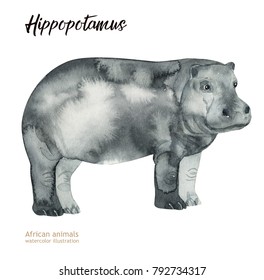 Watercolor Illustration Of African Animals. Hippo.
