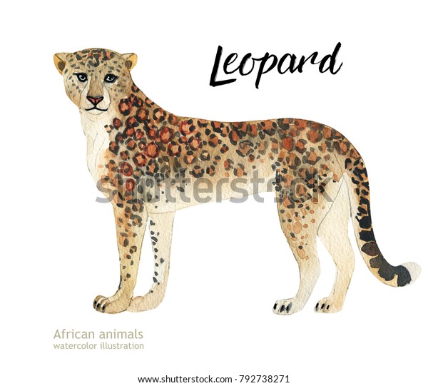 アフリカの動物の水彩イラスト ヒョウ のイラスト素材