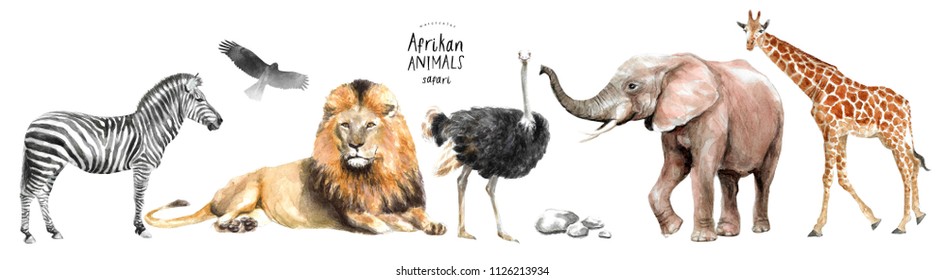watercolor illustration of African animals: zebra, lion, ostrich, elephant, giraffe, eagle, southern and stones, a set of drawings from the hands of animals in the zoo, isolated on white background
