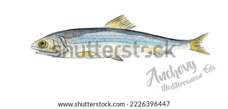 Watercolor illustration of anchovy fish. Marine food fish, whole fresh saltwater fish, seafood, close-up, hand drawn watercolor illustration on white background. 